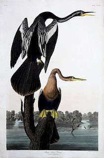 Audubon Aquatint Engraving, Black-Bellied Darter