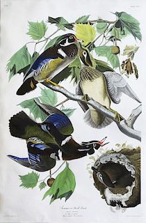 Audubon Aquatint Engraving, Summer, or Wood Duck