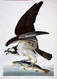 Audubon Aquatint Engraving, Fish Hawk or Osprey