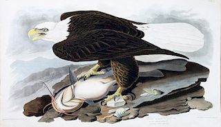 Audubon Aquatint Engraving, White-Headed Eagle