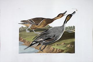 Audubon Aquatint Engraving, Pintail Duck