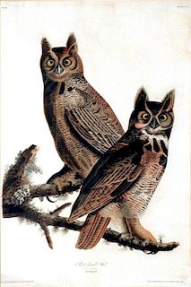 Audubon Aquatint Engraving, Great Horned Owl
