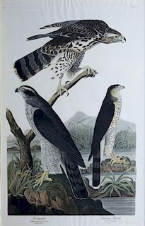Audubon Aquatint Engraving, Goshawk & Stanley Hawk