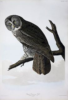 Audubon Aquatint Engraving, Great Cinereous Owl