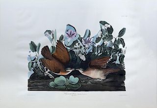 Audubon Aquatint Engraving, Key West Dove