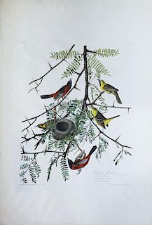 Audubon Aquatint Engraving, Orchard Oriole