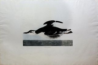 Audubon Aquatint Engraving, Uria Brunnichi or Thick-Billed Murre