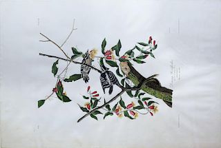 Audubon Aquatint Engraving, Downy Woodpecker