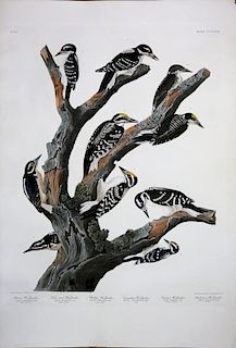 Audubon Aquatint Engraving, Group of 5 Woodpeckers