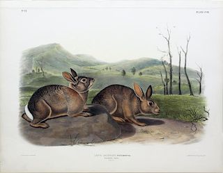 Audubon Lithograph, Bachman's Hare
