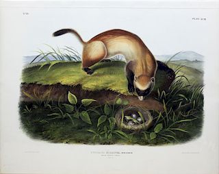 Audubon Lithograph, Black-Footed Ferret