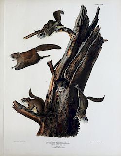 Audubon Lithograph, Common Flying Squirrel