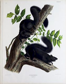 Audubon Lithograph, Black Squirrel