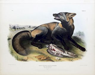 Audubon Lithograph, American Cross Fox