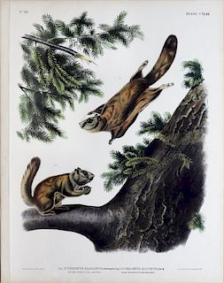 Audubon Lithograph, Severn River Flying Squirrel