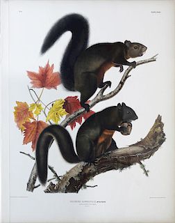 Audubon Lithograph, Long-Haired Squirrel