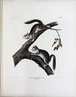 Audubon Lithograph, Downy Squirrel