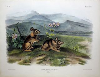 Audubon Lithograph, Nuttall's Hare