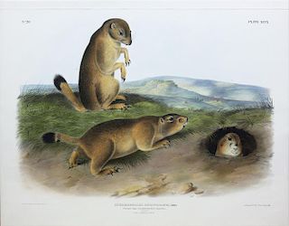 Audubon Lithograph, Prairie Dog
