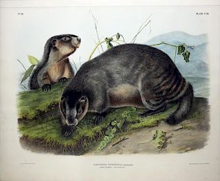 Audubon Lithograph, Hoary Marmot-The Whistler