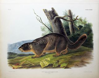 Audubon Lithograph, Yellow-Bellied Marmot