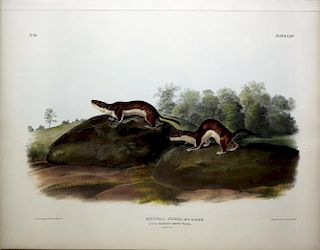 Audubon Lithograph, Little American Brown Weasel