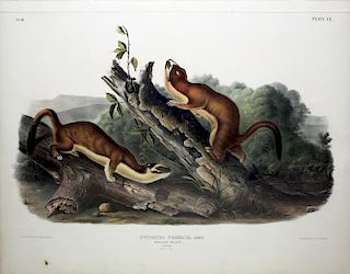 Audubon Lithograph, Bridled Weasel