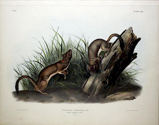 Audubon Lithograph, White Weasel Stout