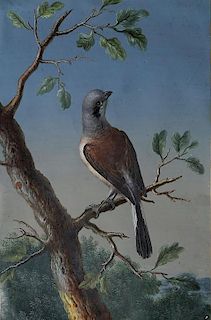 Engaging Ornithological Watercolor by 18th Century Artist Ernst Friedrich Carl Lang