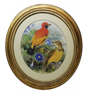 William Hart Ornithological Watercolor for Sharpe's Birds of Paradise