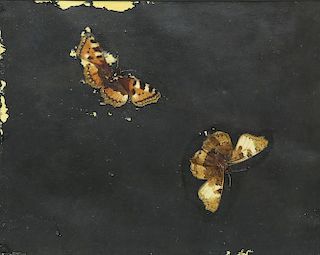 17th Centry Moth Study by Henstenburgh