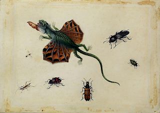 Beautiful Watercolor of Lizard and Insects by Henstenburgh