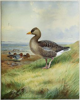Extraordinary Original Work by a Center Figure in the Field of British Bird Illustration