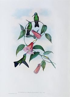 Hand Colored Gould Hummingbird Lithograph