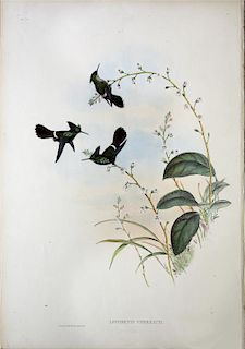 Hand Colored Gould Hummingbird Lithograph