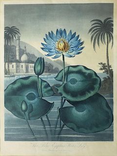Aquatint Engraving from The Temple of Flora by Robert Thornton