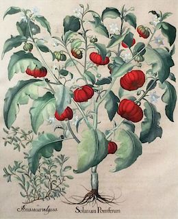 Hand-colored copperplate engraving by Basil Besler