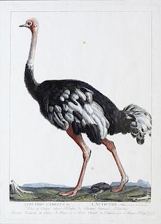 19th Century Hand-colored engraving of an Ostrich
