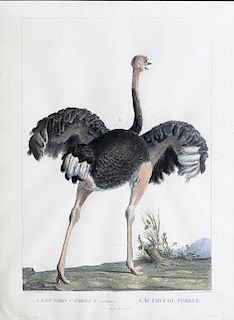 19th Century Hand-colored engraving of an Ostrich