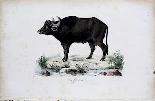 Cuvier Lithograph of a Buffalo