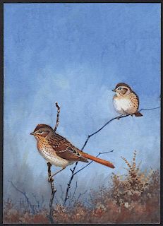 Steffen Watercolor of Lincoln's Sparrow