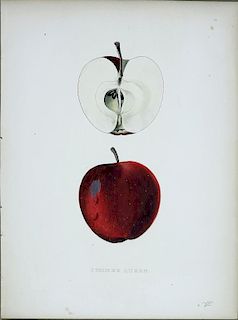 Three Lithographs of Apples