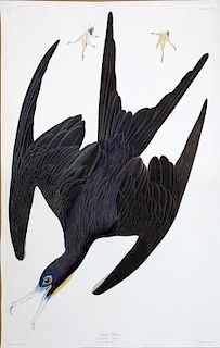 Audubon Aquatint Engraving, Frigate Pelican