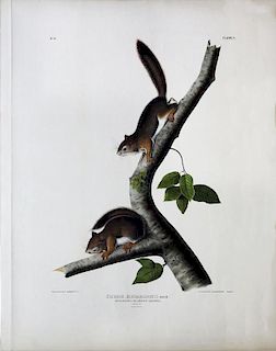 Audubon Lithograph, Richardson's Columbian Squirrel