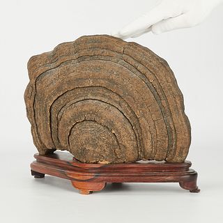 Large Dried Lingzhi Mushroom with Stand