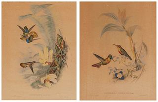 John Gould (1804-1881) & H.C. Richter (1821-1902), "Clytolaema Aurescens" and "Chrysuronia Eliclae," Lithographs with hand-coloring on paper, Sight of