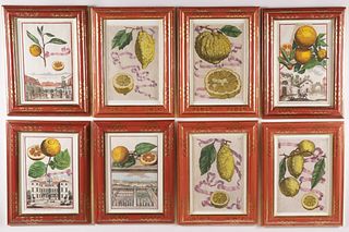 After Giovanni Battista Ferrari Eight Handcolored Engravings of Citrus Fruit From The Book "Hesperides Sive de Malorunn Aureorum Cultura et Usu"