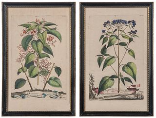 Two color engraved botanicals, 18th c., 12 1/4" x"