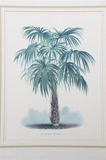 A Pair of Color Prints Depicting Palm Trees 16 1/2 x 12 1/2 inches.