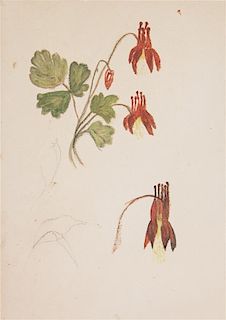 Vincent Colyer, (American, 1825-1888), Sketches of an Unidentified Flower